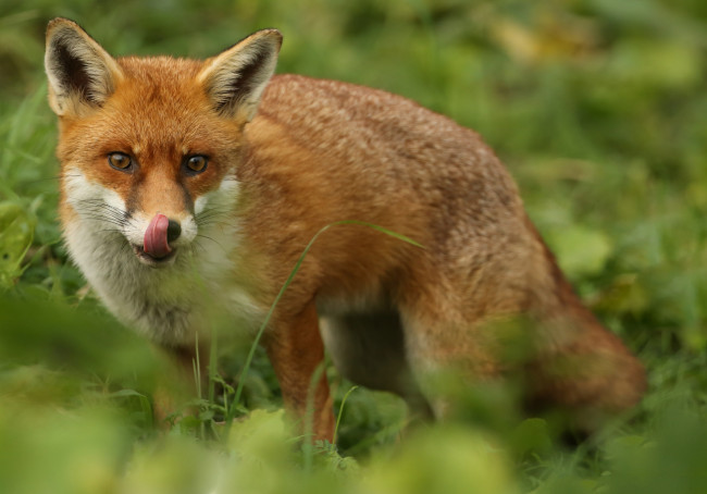 Обои картинки фото животные, лисы, лисичка