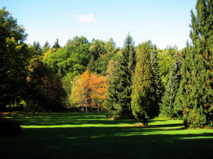 Картинка природа парк деревья лужайка