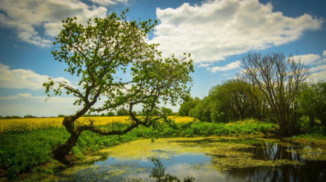 Обои картинки фото природа, реки, озера, лес, река