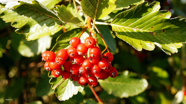 Обои картинки фото природа, Ягоды, макро