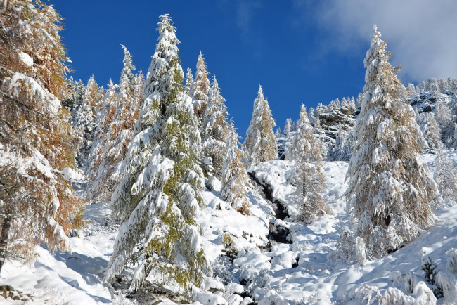 Обои картинки фото природа, зима, снег