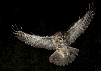 Картинка животные совы птичка