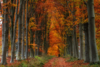 Картинка природа парк простор