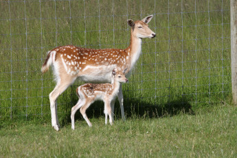 Картинка животные олени ограда трава пятнистые олененок