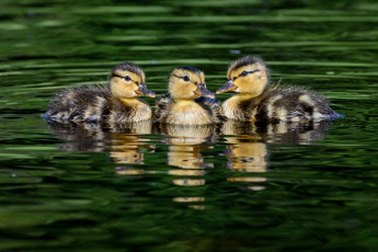 Картинка животные утки птичка