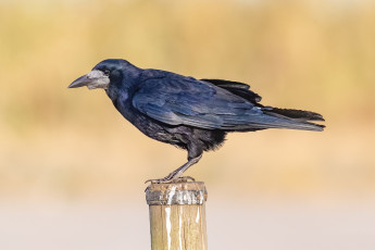 Картинка животные вороны +грачи +галки птичка