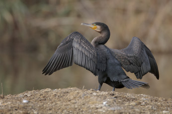 Картинка животные Чайки +бакланы +крачки птичка