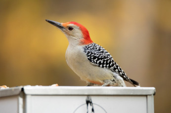 обоя животные, дятлы, птичка