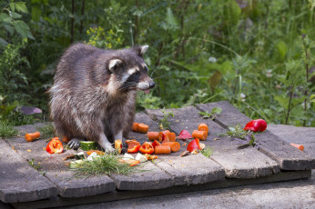 Картинка животные еноты енот