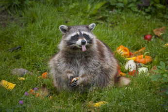 Картинка животные еноты енот