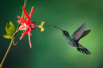 Картинка животные колибри птичка