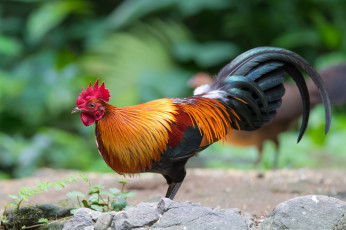 Картинка животные куры +петухи птичка