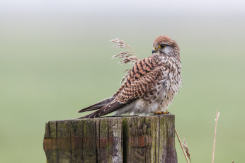 Картинка животные птицы+-+хищники птичка