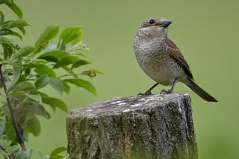 Картинка животные птицы птичка