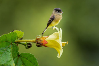 Картинка животные птицы птичка