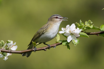 Картинка животные птицы птичка