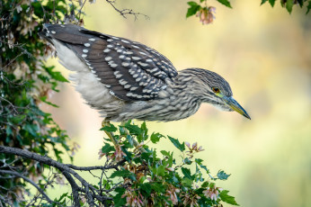 Картинка животные птицы птичка