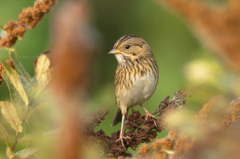 Картинка животные птицы птичка