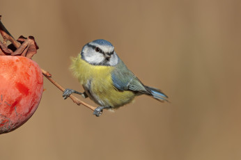 Картинка животные синицы +лазоревки птичка