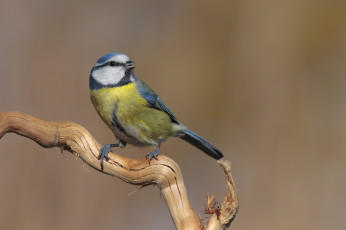 Картинка животные синицы +лазоревки птичка