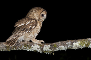 Картинка животные совы птичка