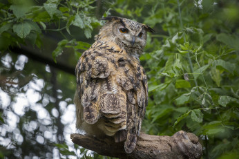 Картинка животные совы птичка