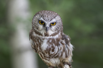 Картинка животные совы птичка