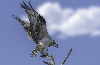 Картинка животные птицы+-+хищники птичка