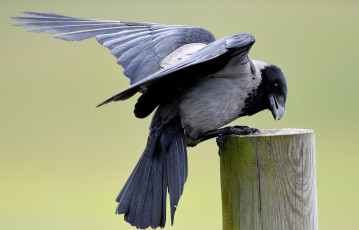 Картинка животные вороны +грачи +галки птичка