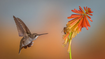 Картинка животные колибри птичка