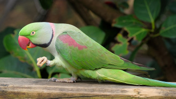 Картинка животные попугаи птичка