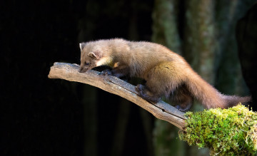 Картинка животные хорьки +куницы +горностаи +ласки +соболи соболь