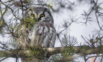 Картинка животные совы птичка