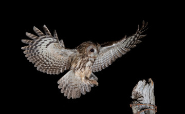 Картинка животные совы птичка