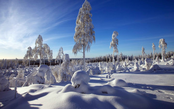 Картинка природа зима деревья снег