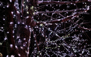 обоя разное, иллюминация, дерево, гирлянда, огни