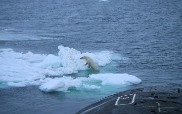 Картинка животные медведи север медведь