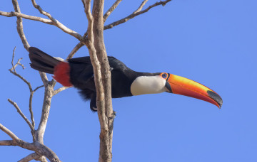 обоя животные, туканы, птичка