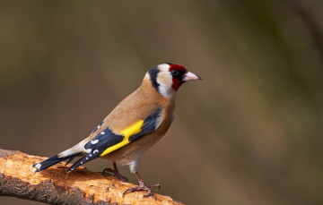 Картинка животные щеглы +чижи птичка