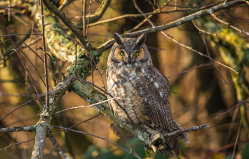 Картинка животные совы птичка