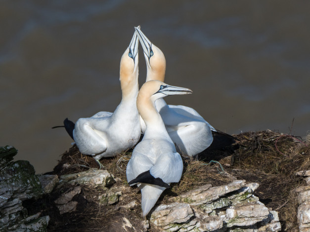 Обои картинки фото животные, олуши, птичка