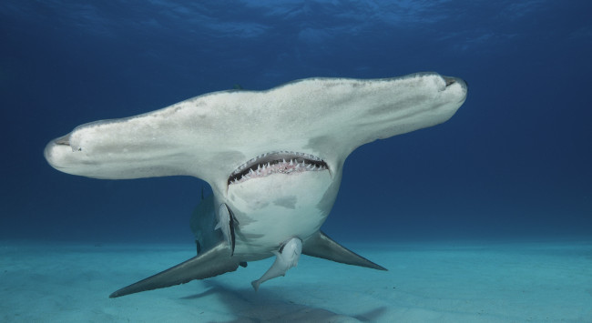 Обои картинки фото животные, акулы, океан