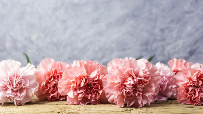 Обои картинки фото цветы, гвоздики, розовый