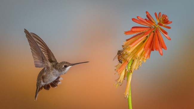 Обои картинки фото животные, колибри, птичка