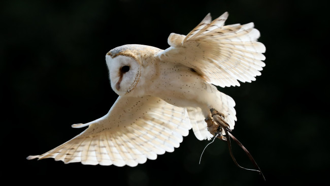 Обои картинки фото животные, совы, птичка