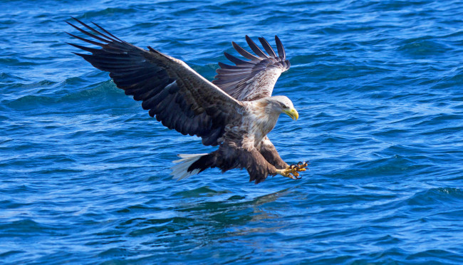 Обои картинки фото животные, птицы - хищники, птичка