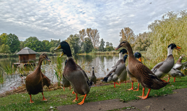 Обои картинки фото животные, утки, птичка