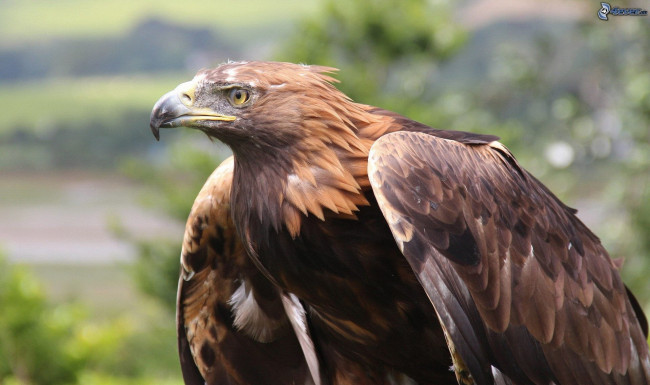 Обои картинки фото животные, птицы - хищники, беркут, хищные, птицы, орлы