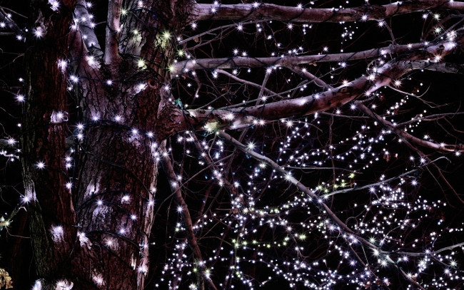 Обои картинки фото разное, иллюминация, дерево, гирлянда, огни