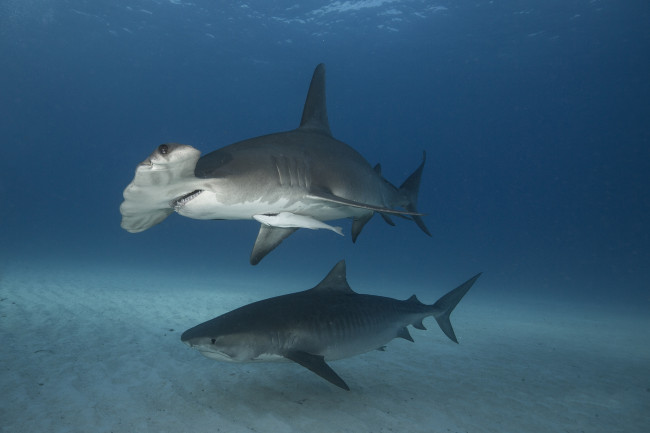Обои картинки фото животные, акулы, океан